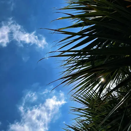 Rix Palm * كيرينيا