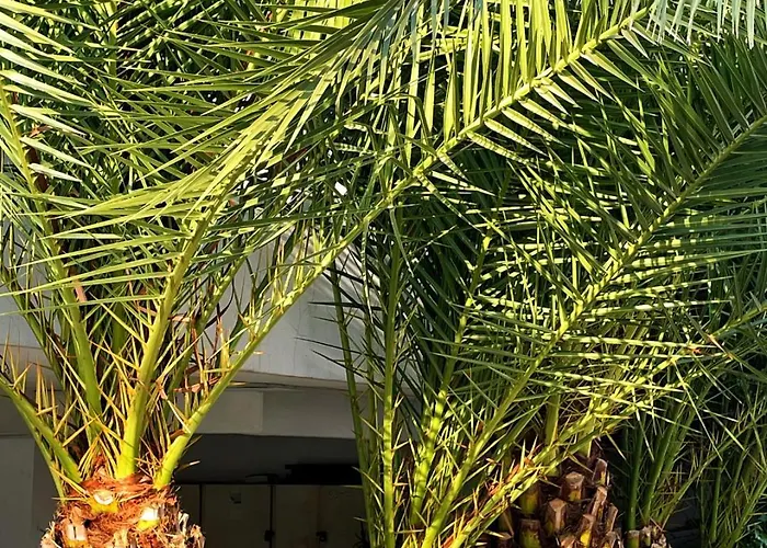 Appartamento Rix Palm Kyrenia (Northern Cyprus)