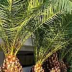 Apartment Rix Palm Kyrenia (Northern Cyprus)