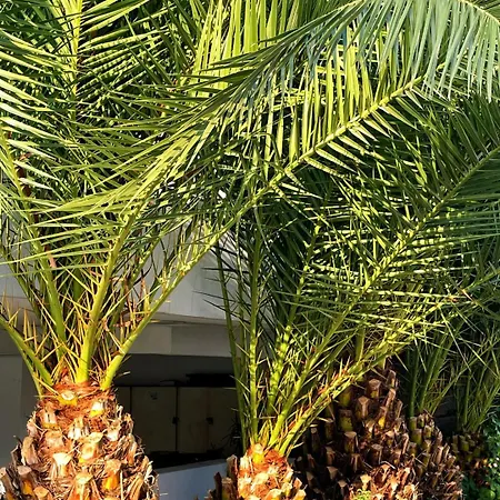 公寓 Rix Palm 凯里尼亚