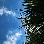 Rix Palm * Kirenia