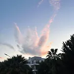 Rix Palm Kirenia